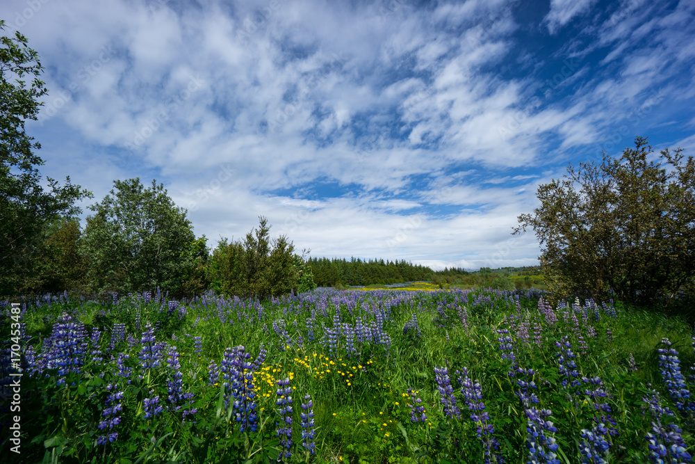Iceland - Purple blossoms of lupine flowers in green area of reykjavik Iceland - Purple blossoms of lupine flowers in green area of reykjavik