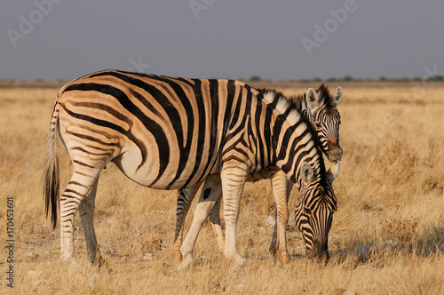 Steppen Zebra mit Fohlen  Burchell s Zebra  Etosha Nationalpark  Namibia   Equus burchelli 