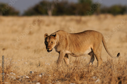 Löwin vollgefressen, Etosha Nationalpark, Namibia, (Panthera leo)