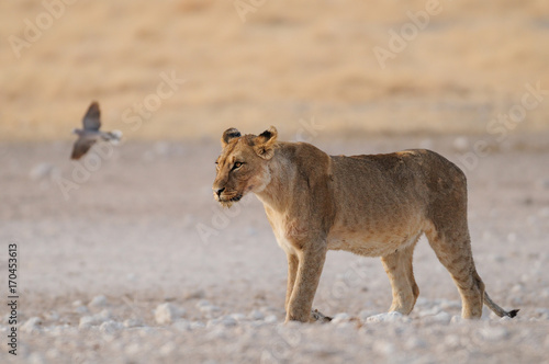 Löwin in der Trockenzeit, Etosha Nationalpark, Namibia, (Panthera leo)