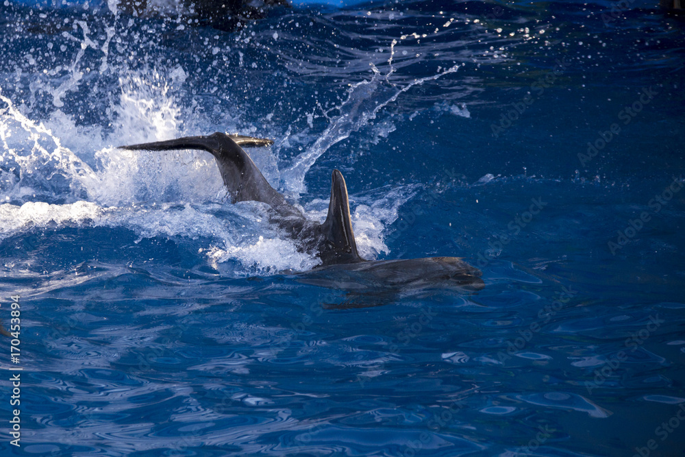 Naklejka premium Dolphins in the ocean. Dolphins with a scratched back. Hunting for dolphins. Animal protection.