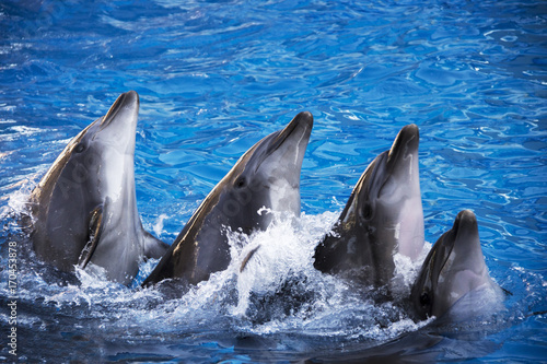 Group of five dolphins in blue turquoise water.