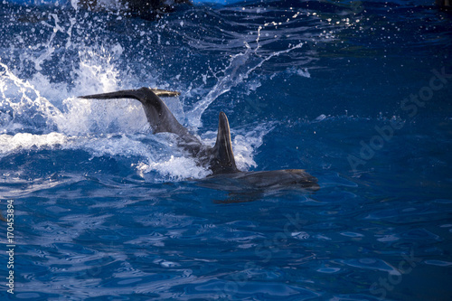 Dolphins in the ocean. Dolphins with a scratched back. Hunting for dolphins. Animal protection.