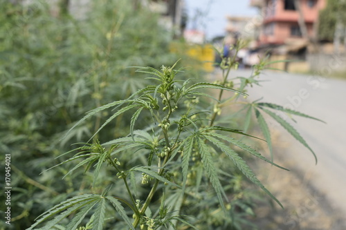 Marijuana (canabis) growing near the road in Nepal