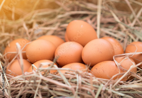 fresh chicken eggs with nest