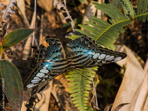 Fototapeta Naklejka Na Ścianę i Meble -  beautiful butterfly near Vang Vieng in Laos