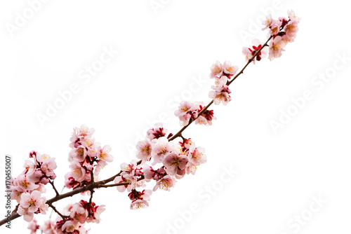 pink cherry blossom or sakura on white
