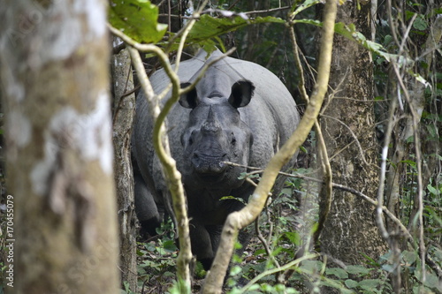 Rhinoceros in Chitwan National park, Nepal