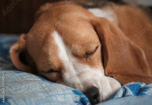 Beagle sleeping on pillow