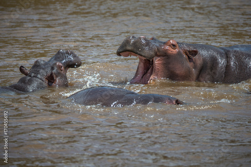 Two fighting hippos; Hippopotamus amphibius; South Africa