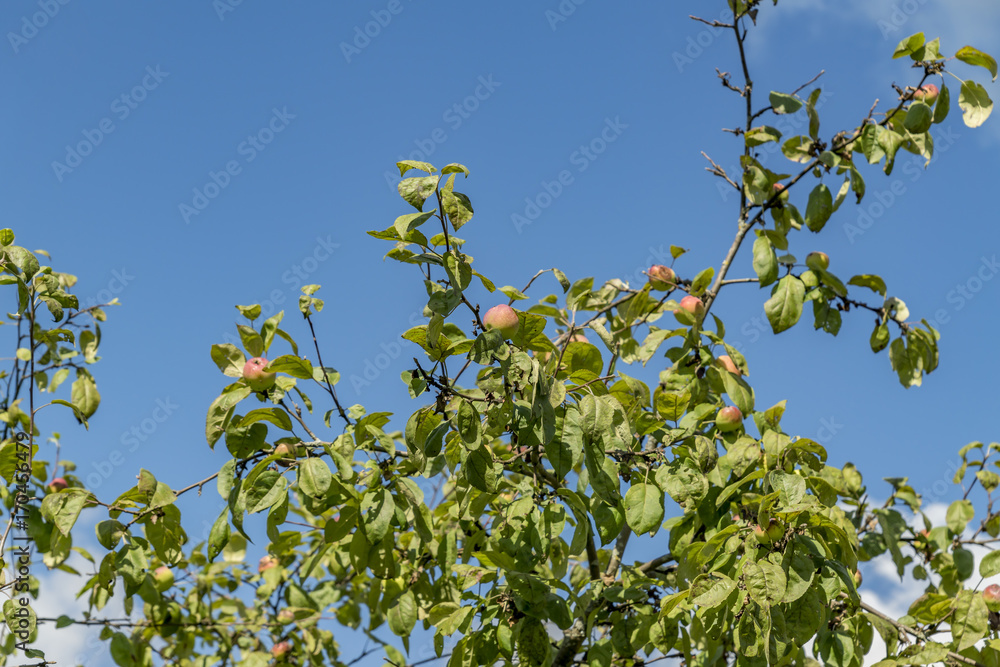apple tree against blue sky