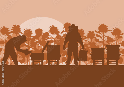 Beekeeper working in apiary in front of sunflower field vector