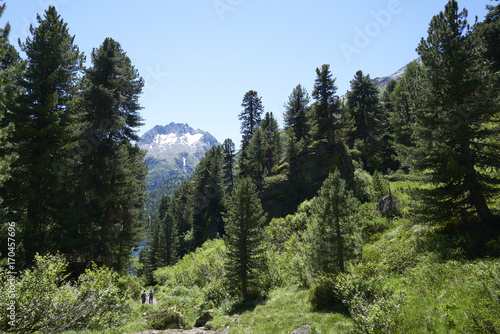 Arvenwald Cavoloc im Oberengadin