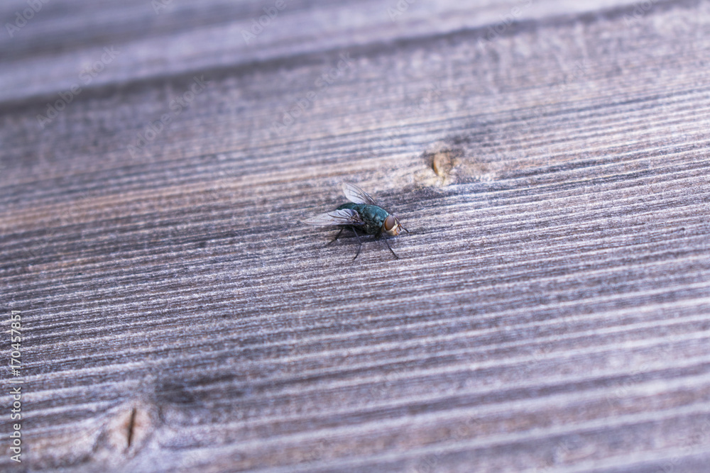 Obraz premium green fly sitting on a wooden board