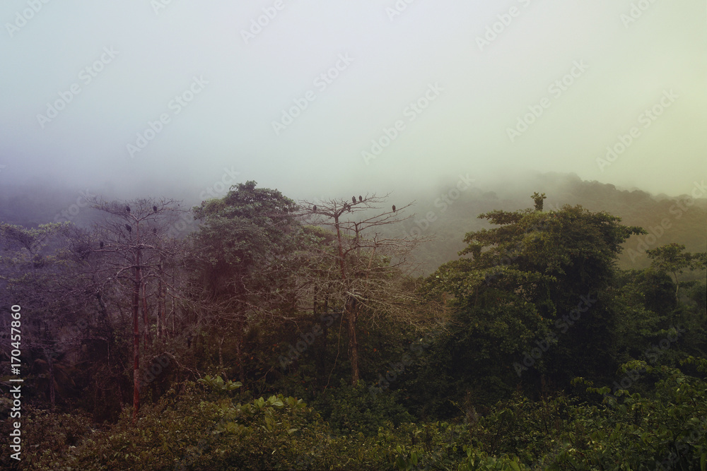 birds silhouette on tree in fog jungle