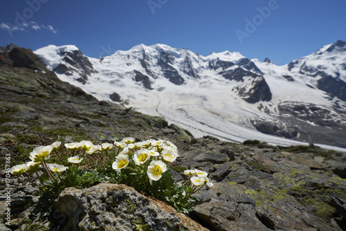 Gletscherhahnenfuss auf der Diavolezza, Engadin