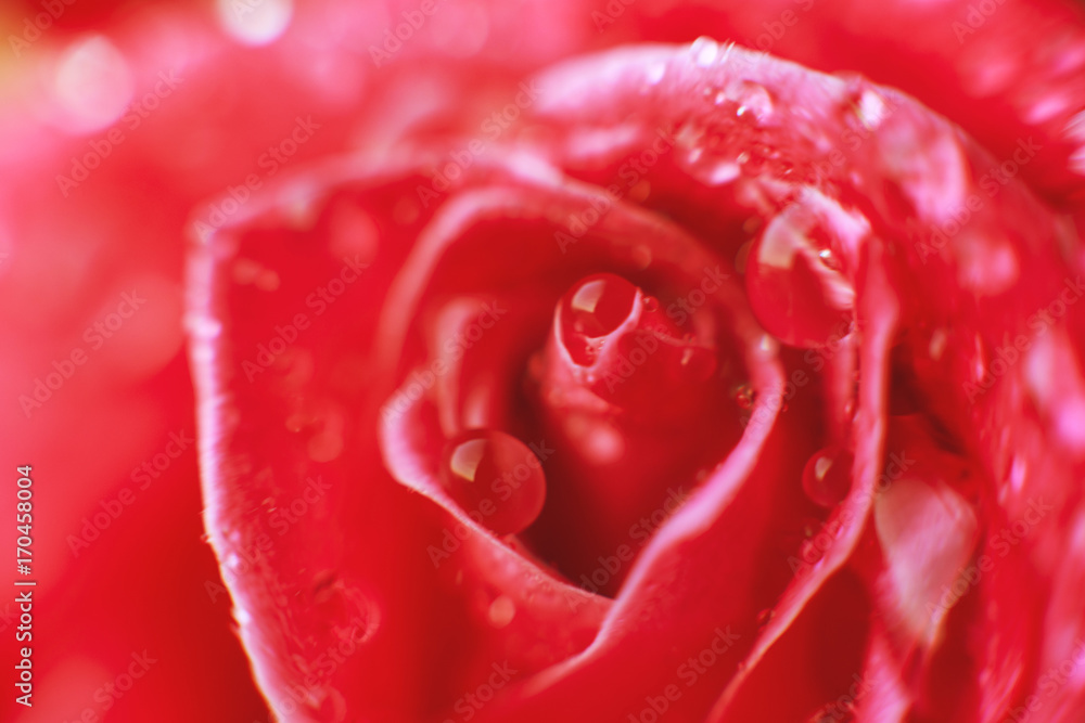 rose close-up with drops of water. dew on a flower rose close-up with drops of water. dew on a flower