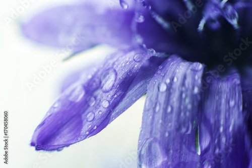 blue flower close-up. cornflower. a drop of water on a flower petal