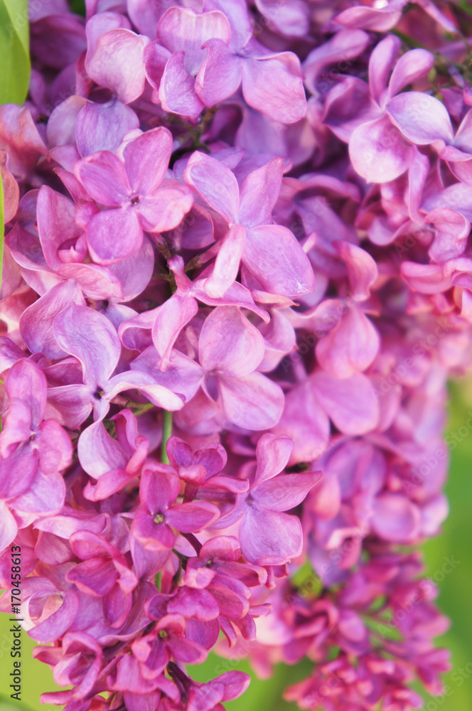 Purple lilac flowers close up