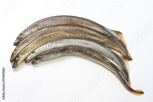 Obraz na plátne River lamprey on a white background