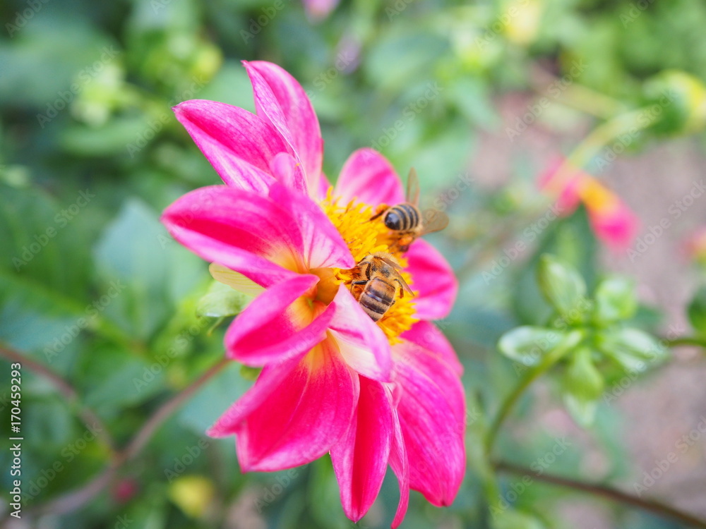 Fototapeta premium Hummel auf pinker Blume
