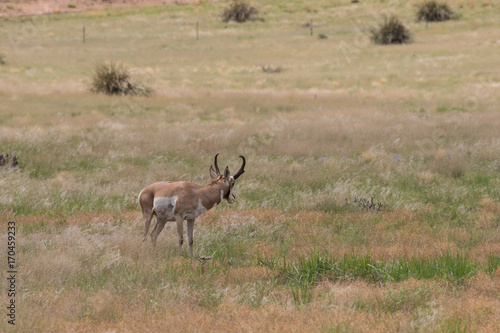 Pronghorn antelope Buck on the Priaire