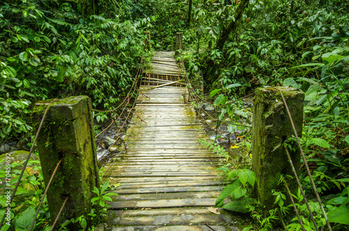 Beautiful wooden bridge in hill rain forest with moisture plant  located in Mindo