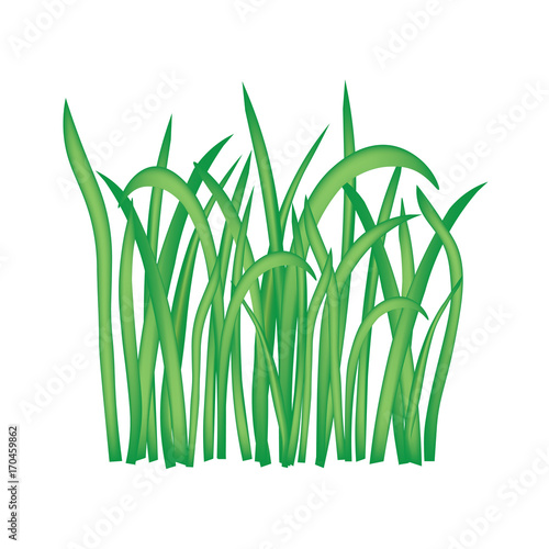 Fototapeta Naklejka Na Ścianę i Meble -  blades of grass isolated on white background- vector illustration