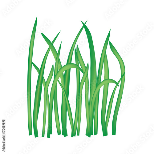 blades of grass isolated on white background- vector illustration