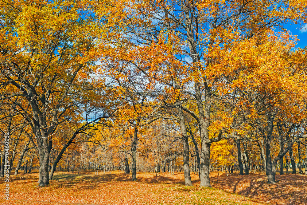 autumn oak forest