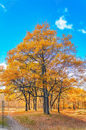 autumn oak forest