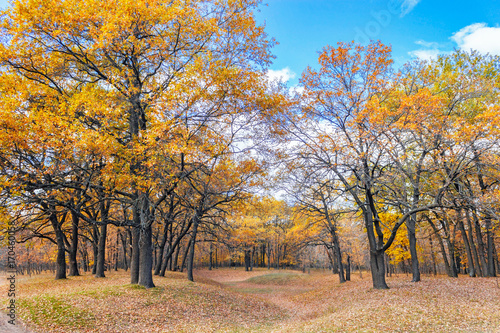 autumn oak forest