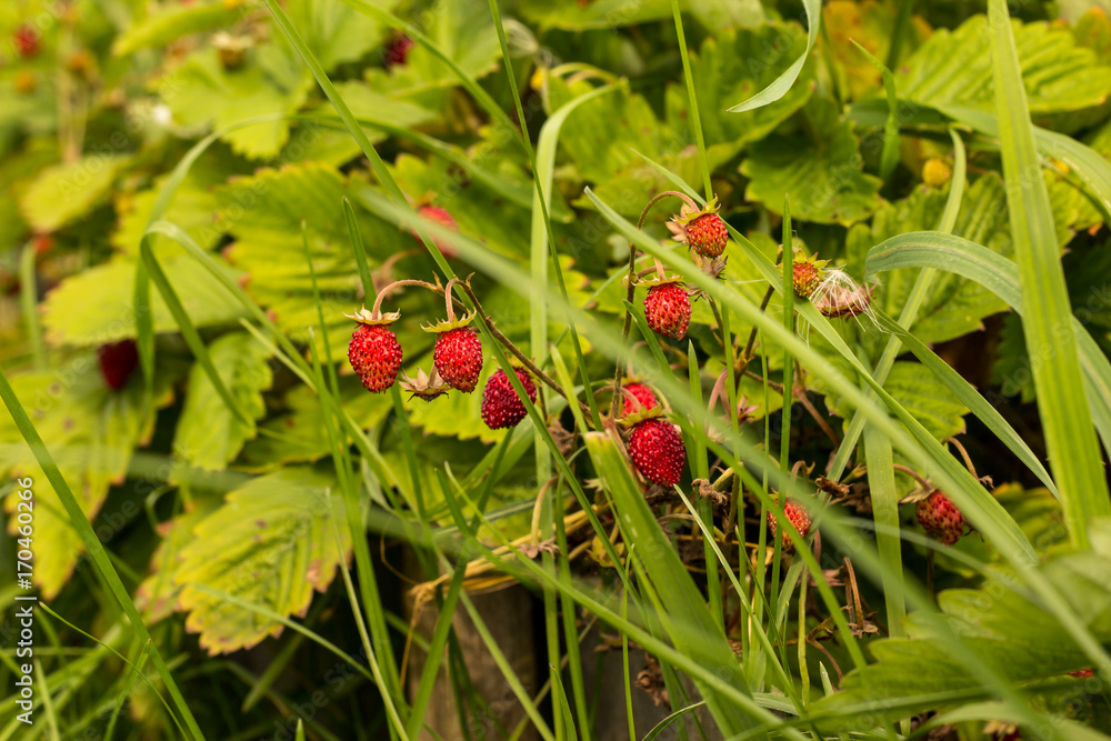 large ripe strawberries on a bush large ripe strawberries on a bush