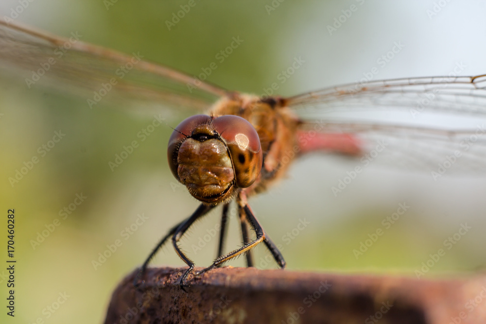large beautiful dragonfly on a summer day large beautiful dragonfly on a summer day