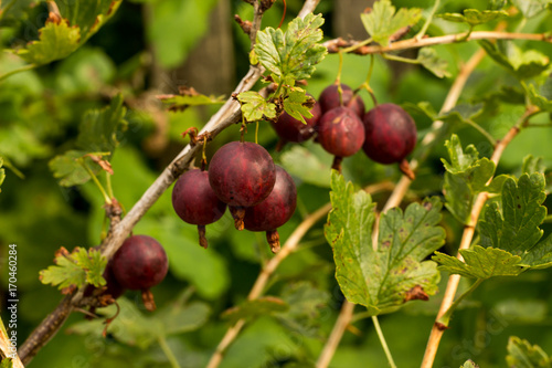 large ripe gooseberry berries on a bush