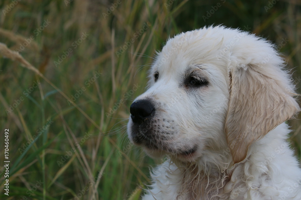 Kopf Golden Retriever Welpe