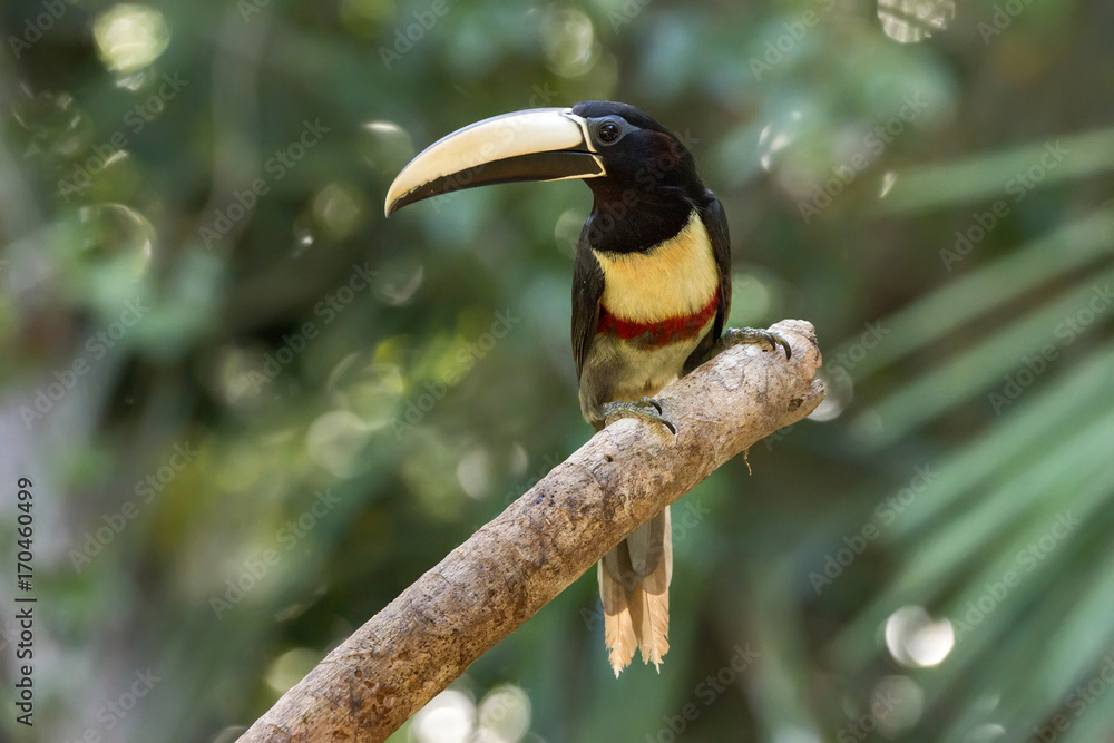 Fototapeta premium Araçari-de-bico-branco (Pteroglossus aracari) | Black-necked Aracari photographed in Linhares, Espírito Santo - Southeast of Brazil. Atlantic Forest Biome.