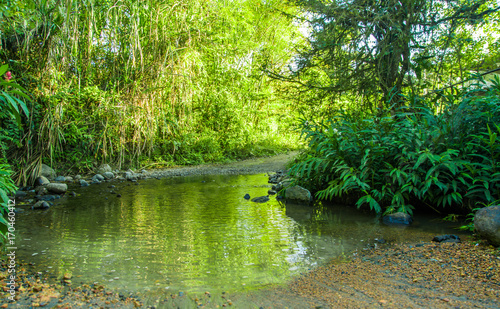 Beautiful view of a natural pond inside of a green forest with stones in river at Mindo
