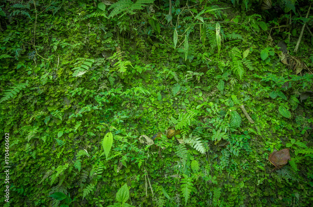 Close up of a beautiful view of the nature inside the forest, with some ferns, in Mindo