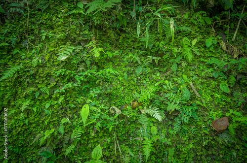 Close up of a beautiful view of the nature inside the forest  with some ferns  in Mindo