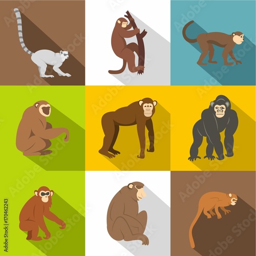 Monkey types icon set  flat style