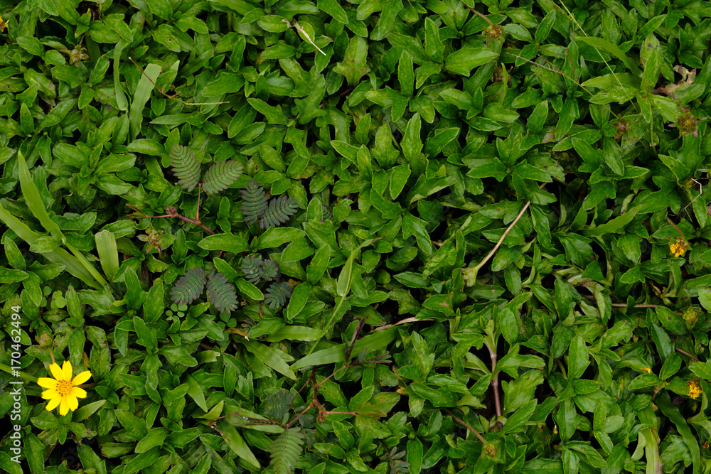 The green grass field the yellow flowers, Thailand The green grass field the yellow flowers, Thailand