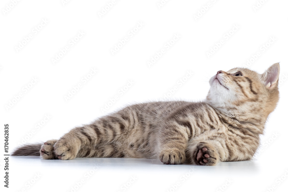 Fototapeta premium Cute scottish straight breed cat kitty lying and looking up on white background