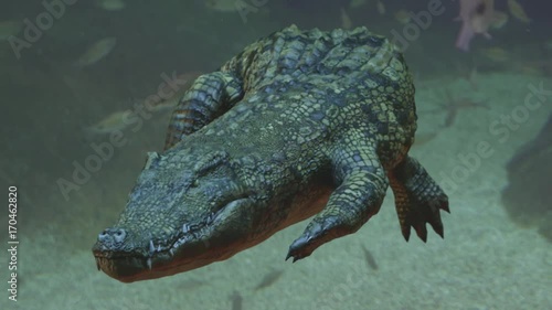 crocodile attack 3D render