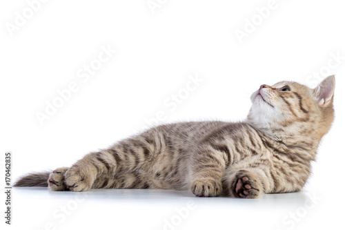 Cute scottish straight breed cat kitty lying and looking up on white background