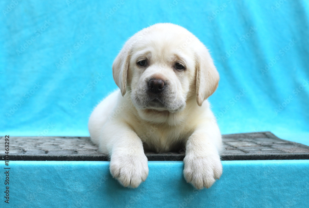 the little labrador puppy on a blue background the little labrador puppy on a blue background