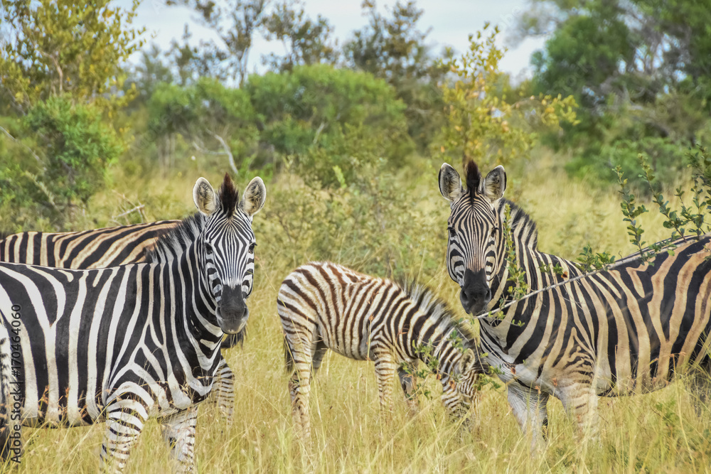 Zebra - Kruger National Park Zebra - Kruger National Park