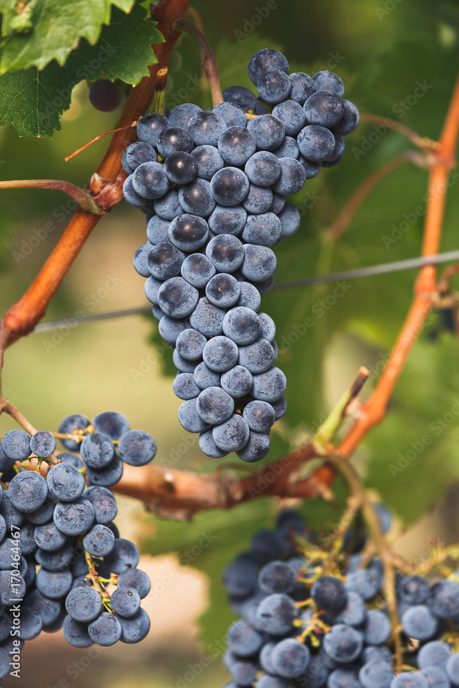 Fototapeta premium Winogrona Cabernet Franc na winorośli, gotowe do zbioru, selektywna ostrość