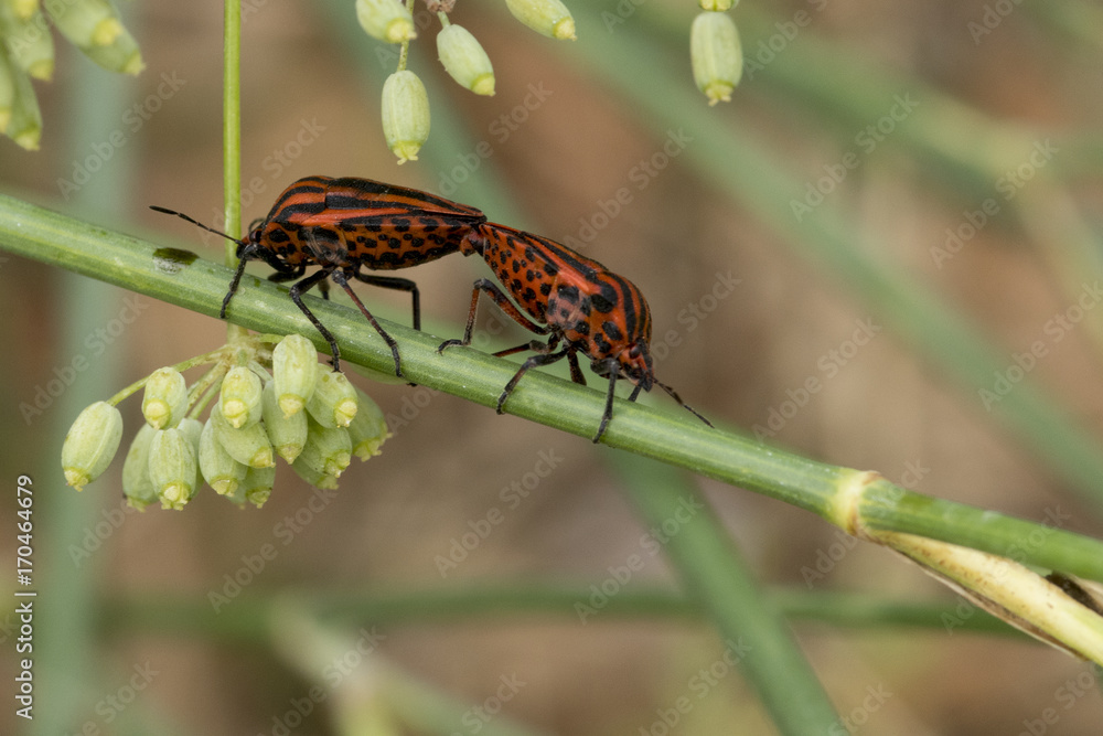 Punaises qui s'accouplent
