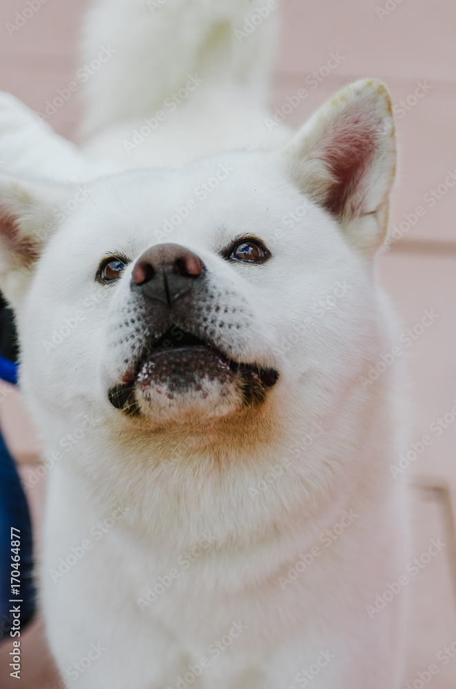 dog Akita Inu takes part in dog show dog Akita Inu takes part in dog show